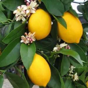 Limon Fidanı