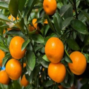 Satsuma Mandalina Fidanı