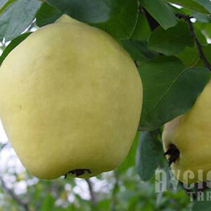 Eşme Ayva Fidanı
