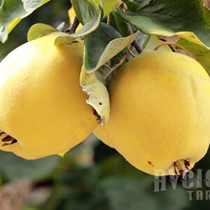 Limon Ayva Fidanı